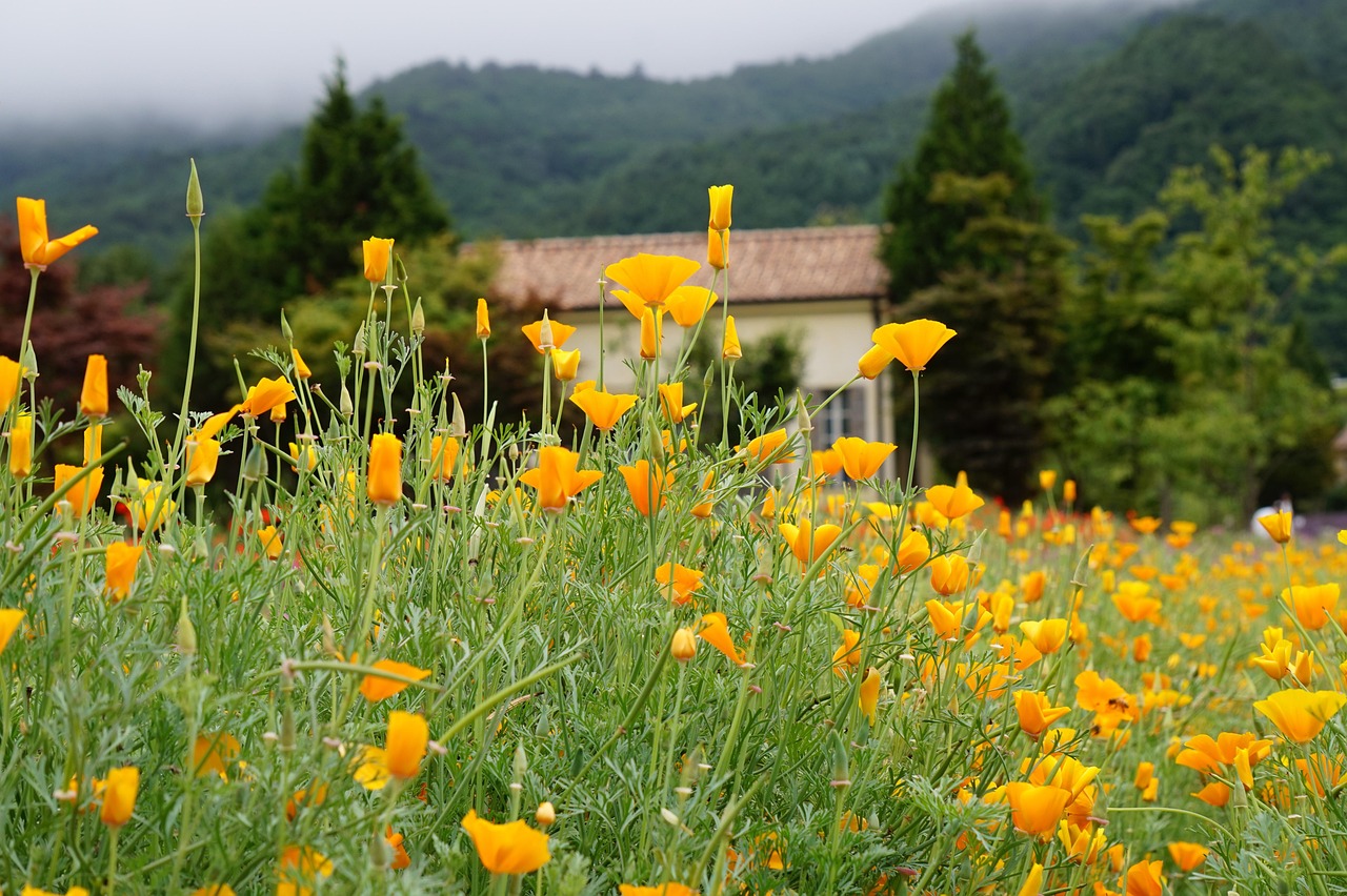 吸烟对口腔健康的负面影响。