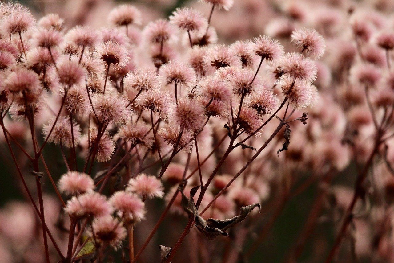 中期移动实名账号：猫咪app从哪详情下载教程