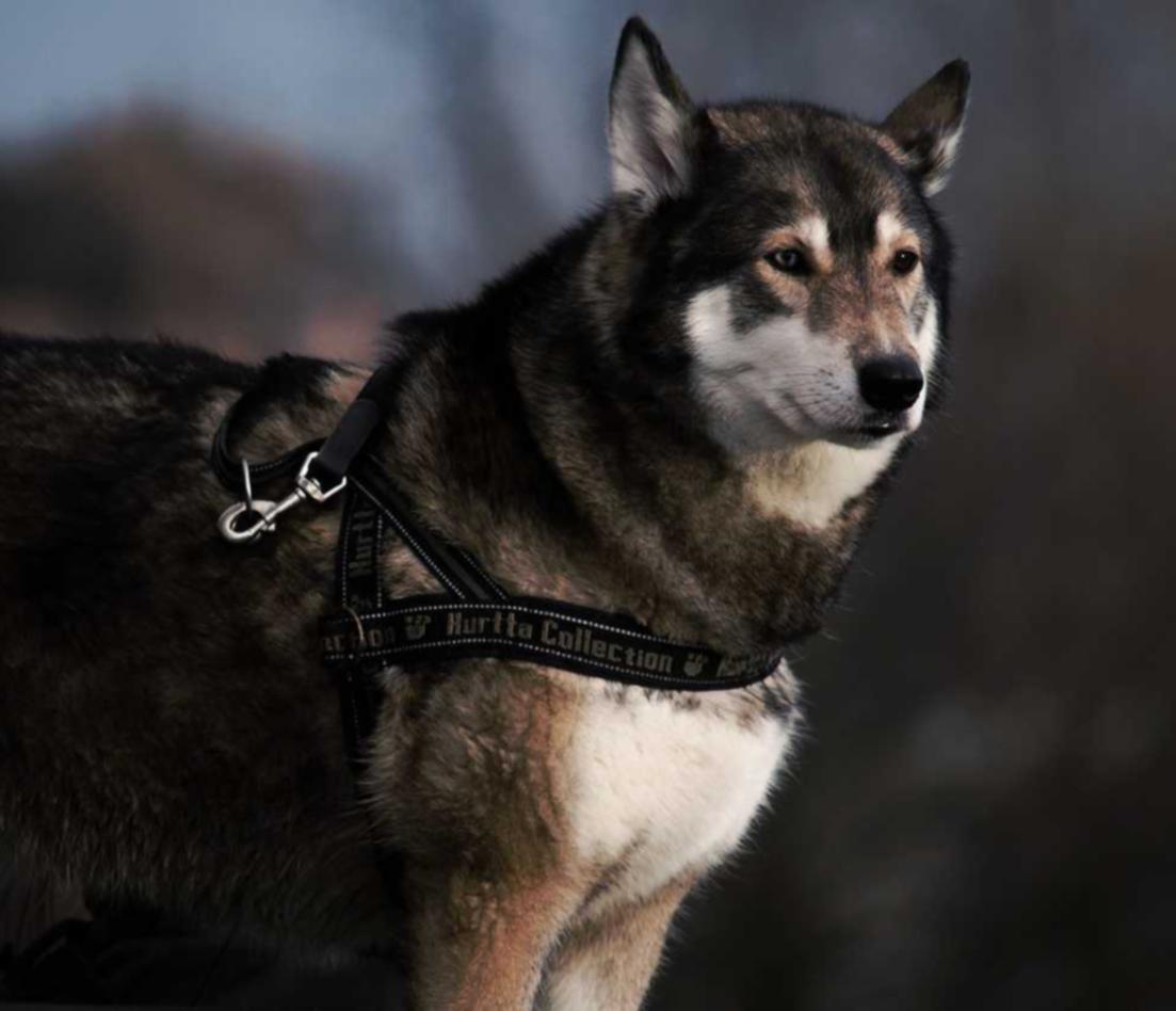 侠义行：浪迹天涯：注册监理资质代理